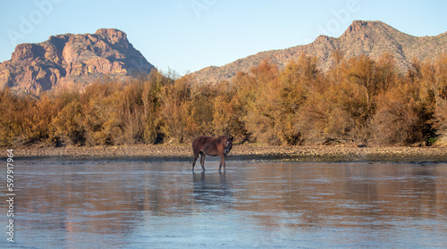 Bay wild horse stallion grazing on eel grass in front of Red Mountain in the Salt River Canyon near Mesa Arizona United States