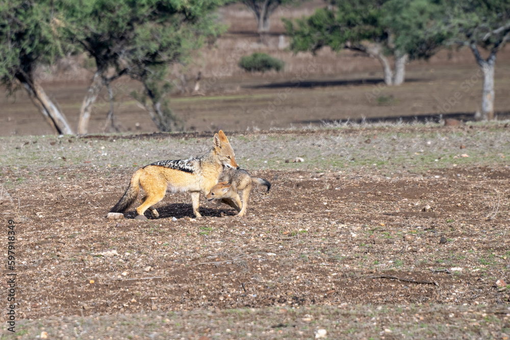 Black-backed Jackal carrying Pup in Botswana, Africa Black-backed Jackal carrying Pup in Botswana, Africa