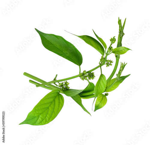 Gymnema inodorum leaf or Gurmar leaf  isolated on white background, tropical herb, Drug treatment for diabetes.Gymnema inodorum (Lour.) Decne.,Green leaves and flowers have medicinal properties.