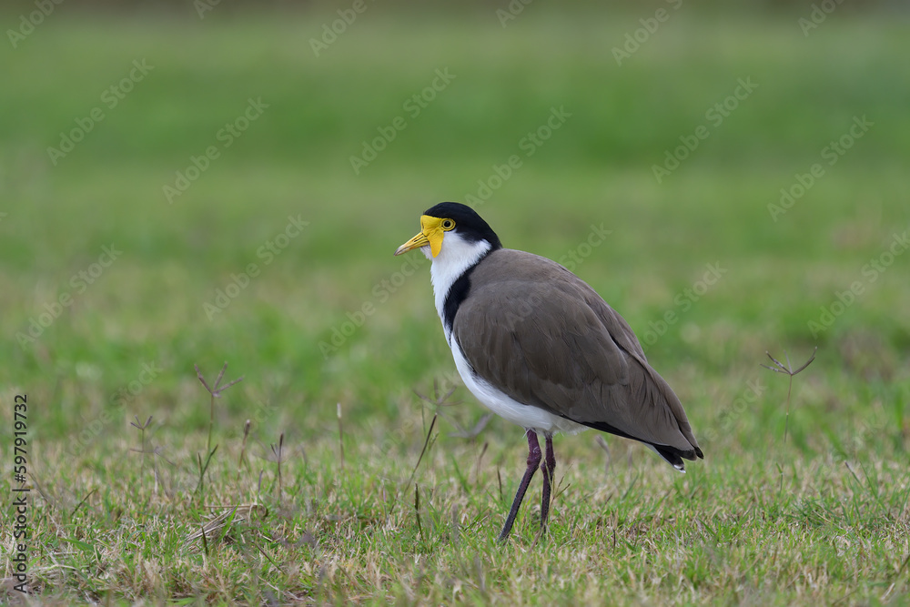 Australian adult Masked Lapwing -Vanellus miles, novaehollandiae- overcast light standing blurry background copy space Australian adult Masked Lapwing -Vanellus miles, novaehollandiae- overcast light standing blurry background copy space