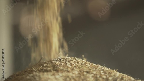 Pouring unhusked rice out of the bag in heaps photo