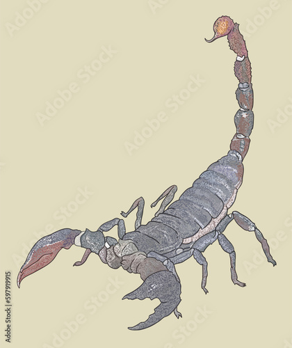 Drawing Emperor scorpion, big size, poisoneus, art.illustration, vector