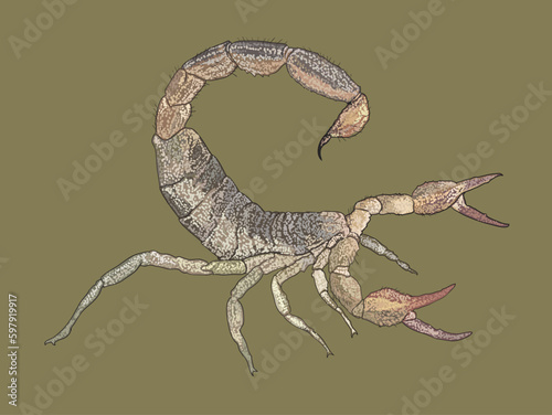 Drawing Common calipornia scorpion,sting,claw,art.illustration, vector