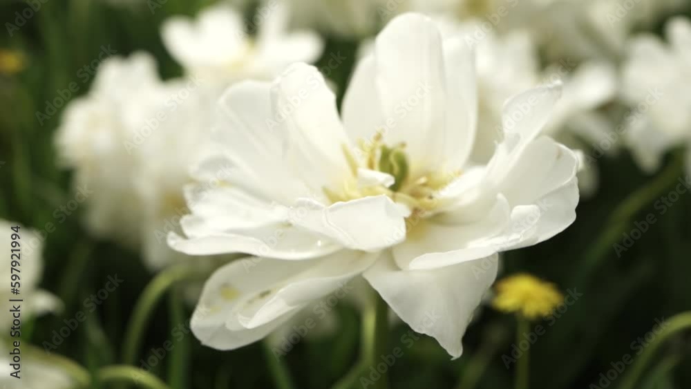 blooming tulips on green grass