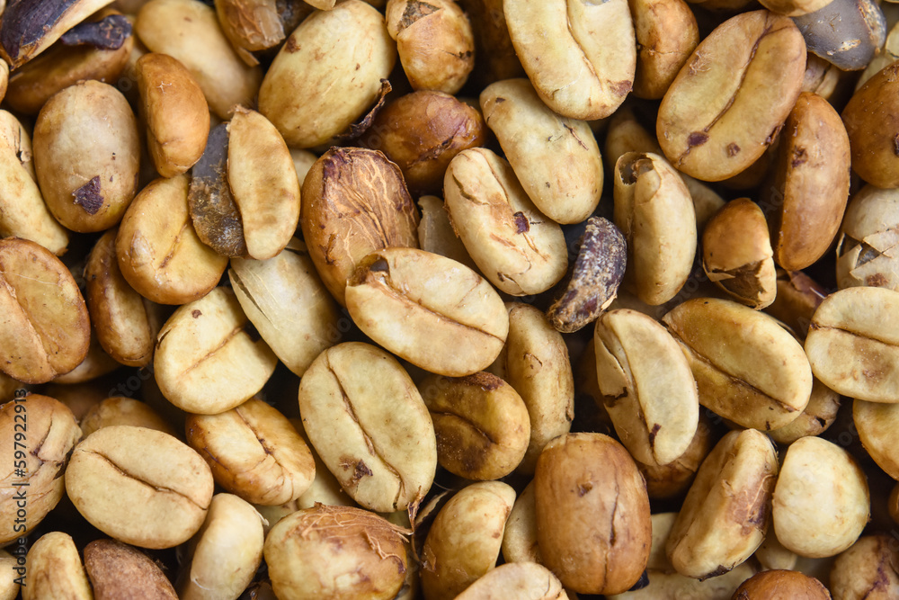 Arabica And Robusta Raw Coffee Beans in Kalimpong Arabica And Robusta Raw Coffee Beans in Kalimpong