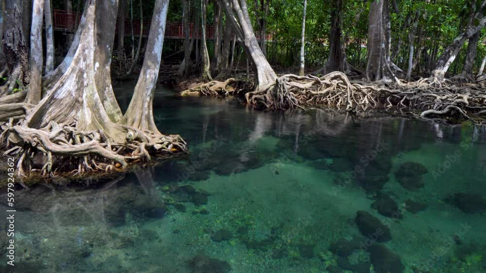 Trees roots in swamp forest and crystal clear water stream canal Trees roots in swamp forest and crystal clear water stream canal