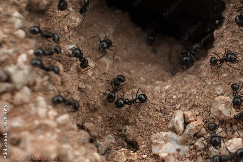 Ants for fun Ants for fun