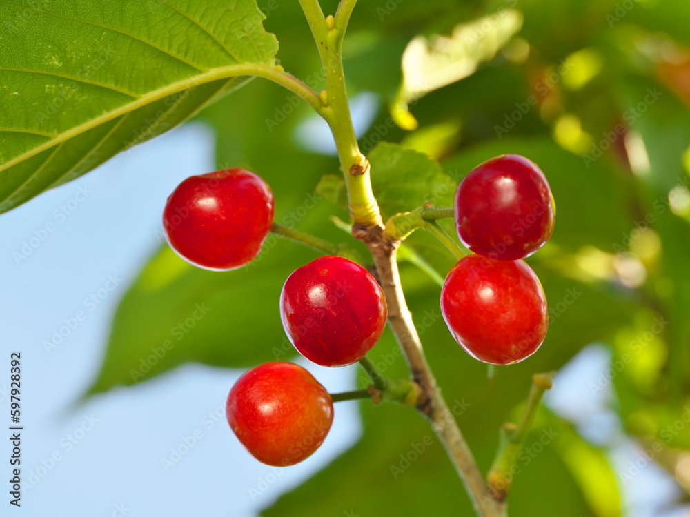 Tokyo, Japan - April 29, 2023: Young cherry fruits on a tree
Tokyo, Japan - April 29, 2023: Young cherry fruits on a tree