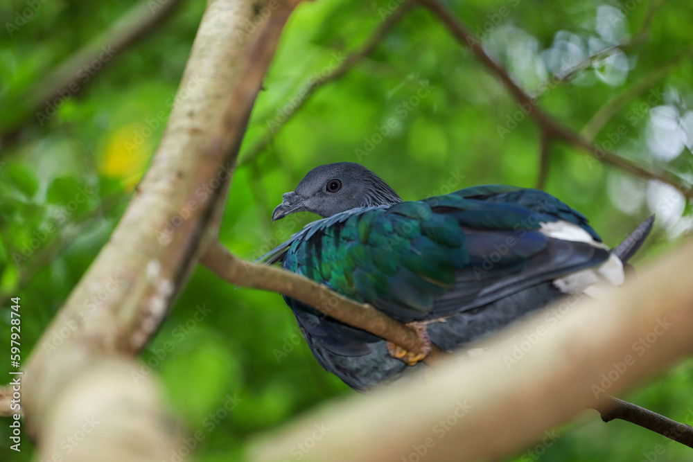 The big pigeon bird is rest in the garden The big pigeon bird is rest in the garden