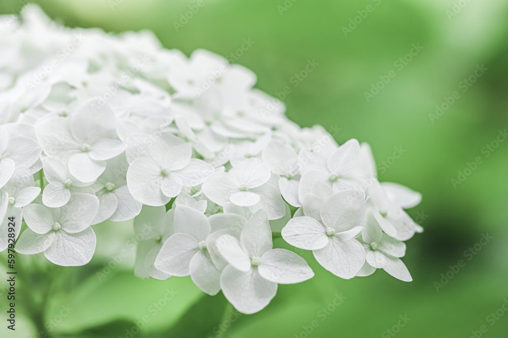 White hydrangea in blossom. White flowers on green background White hydrangea in blossom. White flowers on green background