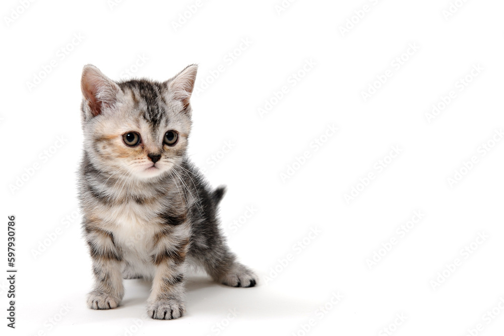 Fluffy purebred gray kitten on a white isolated background