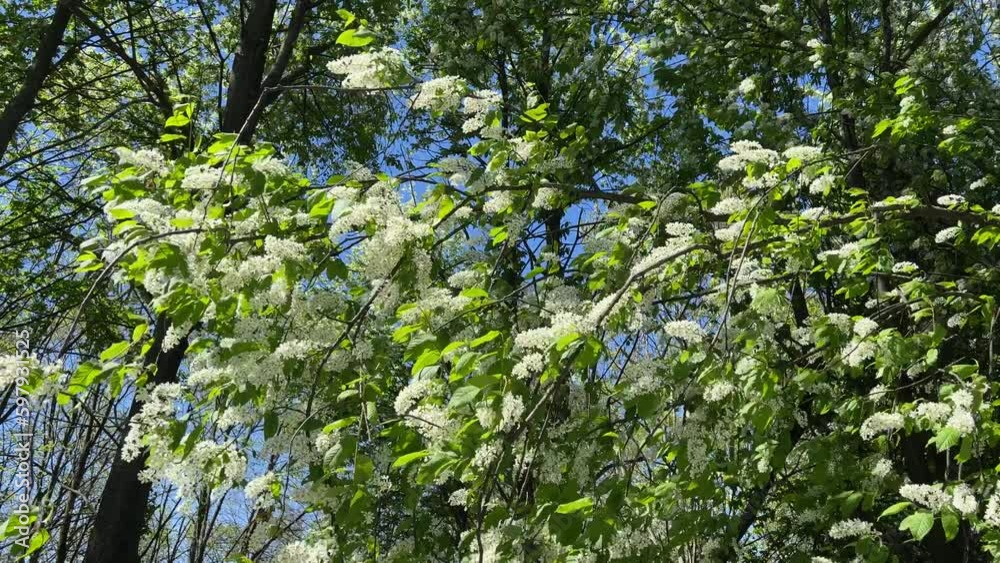 Blooming bird cherry tree with white blossom and green leaves in the park. Blooming bird cherry tree with white blossom and green leaves in the park.
