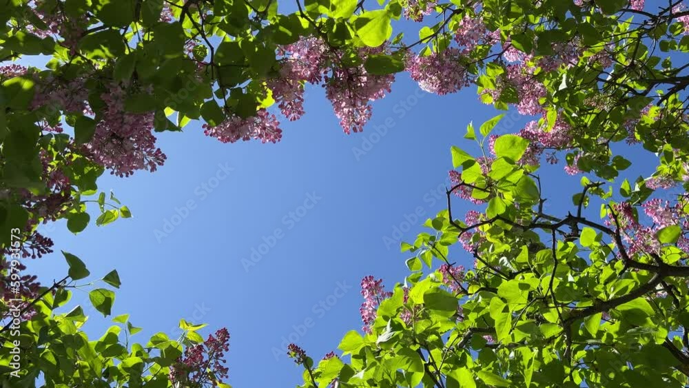 Lilac syringa flowering bush on blue sky in spring park. Lilac syringa flowering bush on blue sky in spring park.