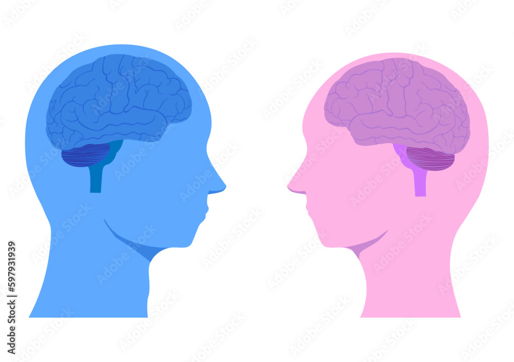男性脳と女性脳のイラスト