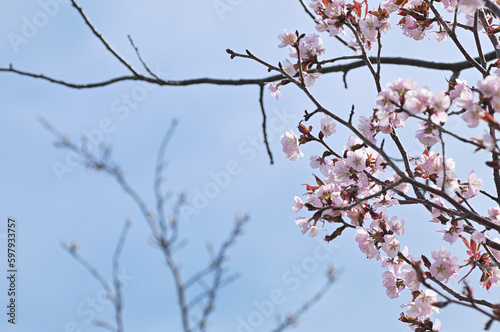 桜