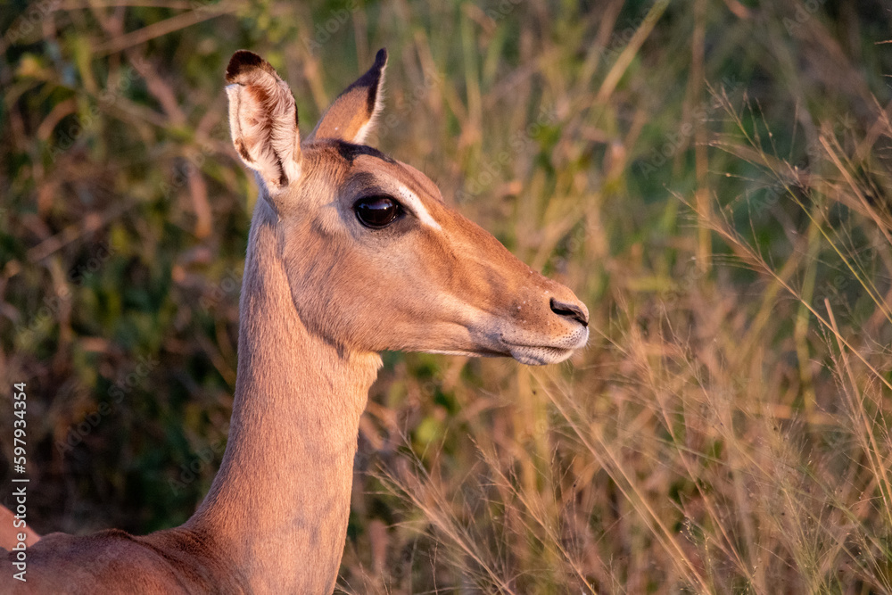 Side profile portrait of a young impala ewe with catchlight in the eye