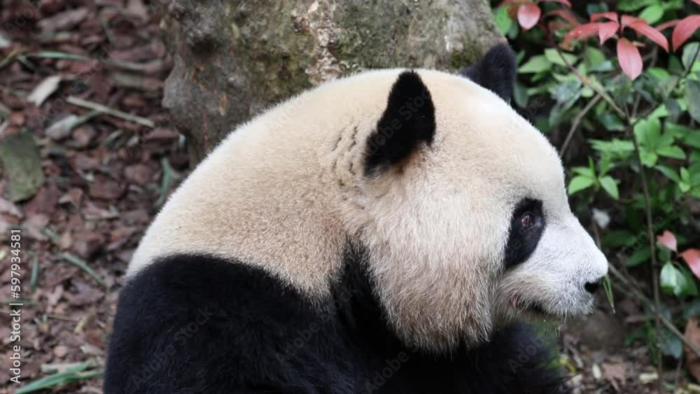 Cute Female Panda , Mei Lan aka Rou Rou Cute Female Panda , Mei Lan aka Rou Rou
