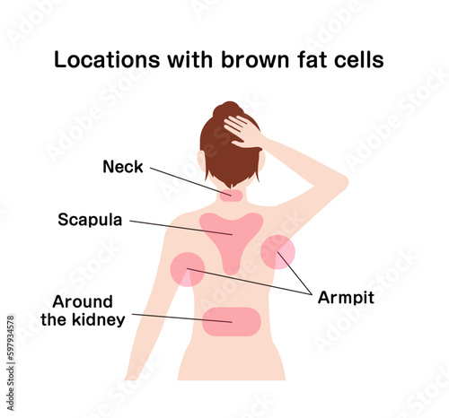 Locations with brown fat cells vector illustration