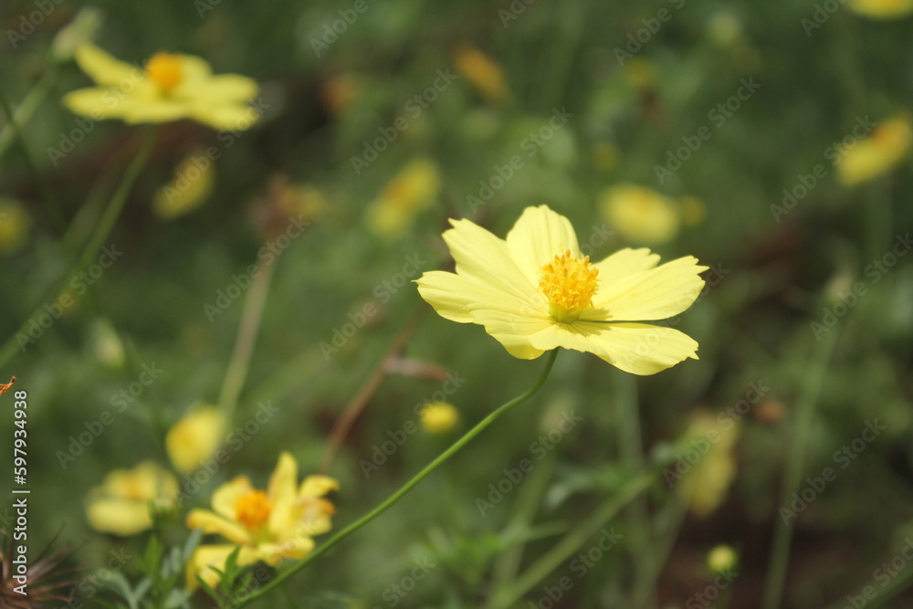 Zinia graceful or better known by the scientific name Zinnia elegans is one of the most famous annual flowering plants of the genus Zinia.
Zinia graceful or better known by the scientific name Zinnia elegans is one of the most famous annual flowering plants of the genus Zinia.