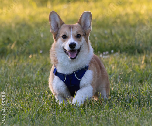 A corgi playing on the lawn area