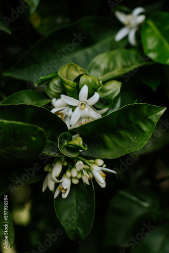 Orange tree blooms with white flowers