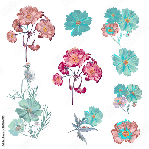 Collection of vector cosmos flowers in vintage style