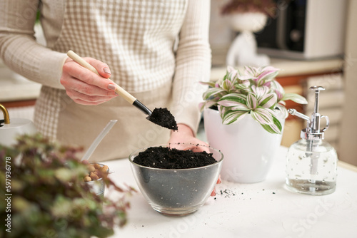 woman preparing soil for tradescantia pink clone plant replanting