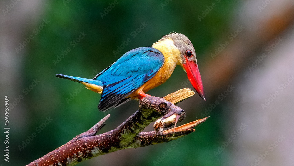 Stork-billed Kingfisher eyeing fish Stork-billed Kingfisher eyeing fish