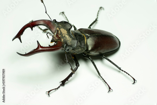 Male European stag beetle (Lucanus cervus) isolated on white background.