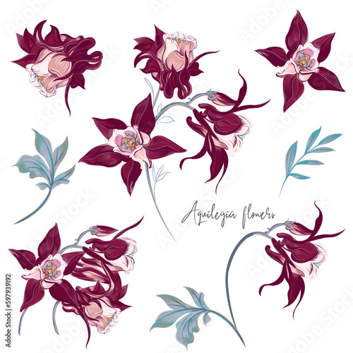 Set of vector hand drawn elegant aquilegia flowers