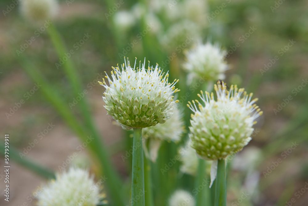 closeup of blooming green onion flower head in the garden. closeup of blooming green onion flower head in the garden.