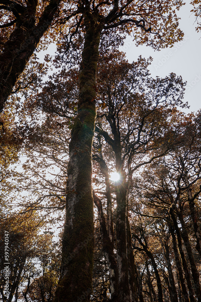 Fototapeta premium trees in autumn