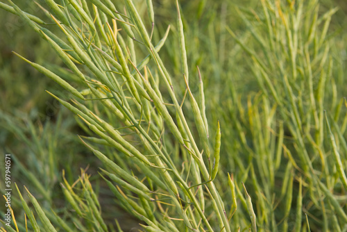 Rapeseed seed pods, Stems of rapeseed, Green Rapeseed field 