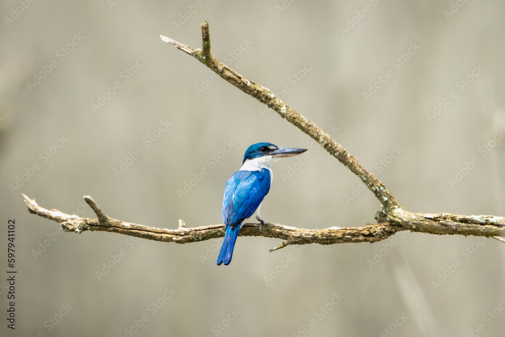 Obraz premium close-up of collared kingfisher perching on branch