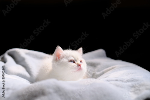 Award-winning British short hair cats and kittens