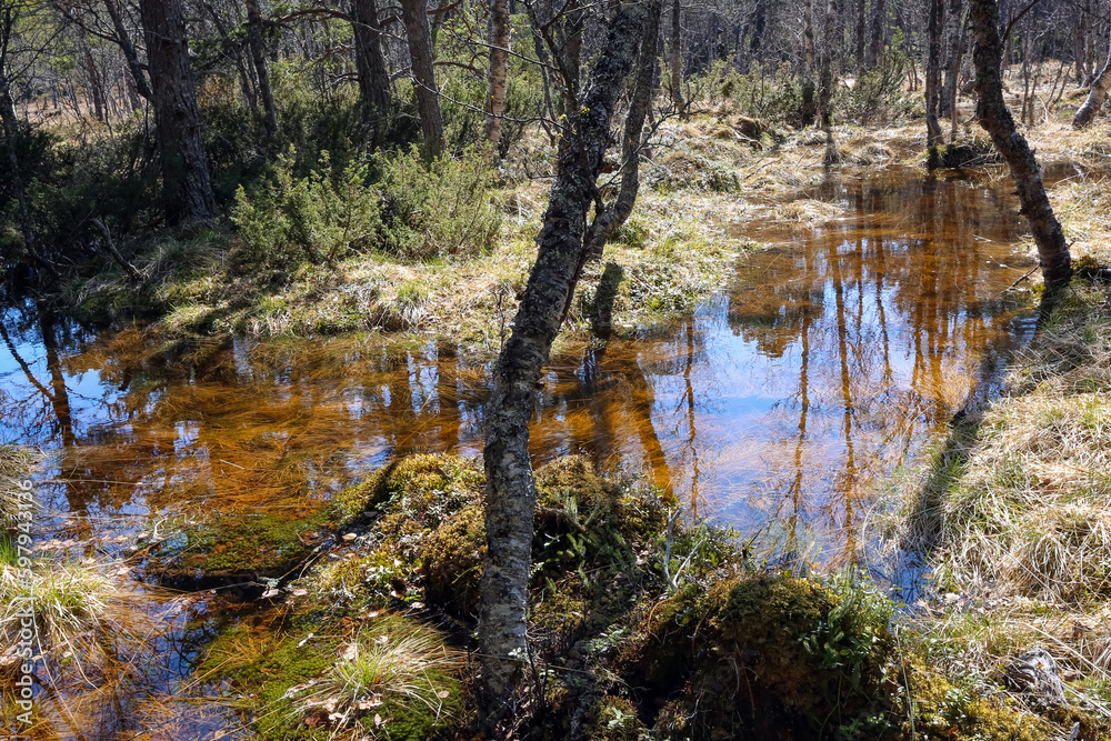 Spring flood in the woods in Norway