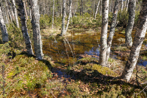 Spring flood in the woods in Norway