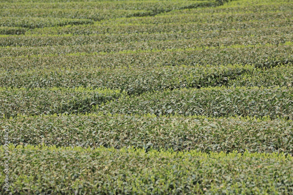 茶畑 茶畑