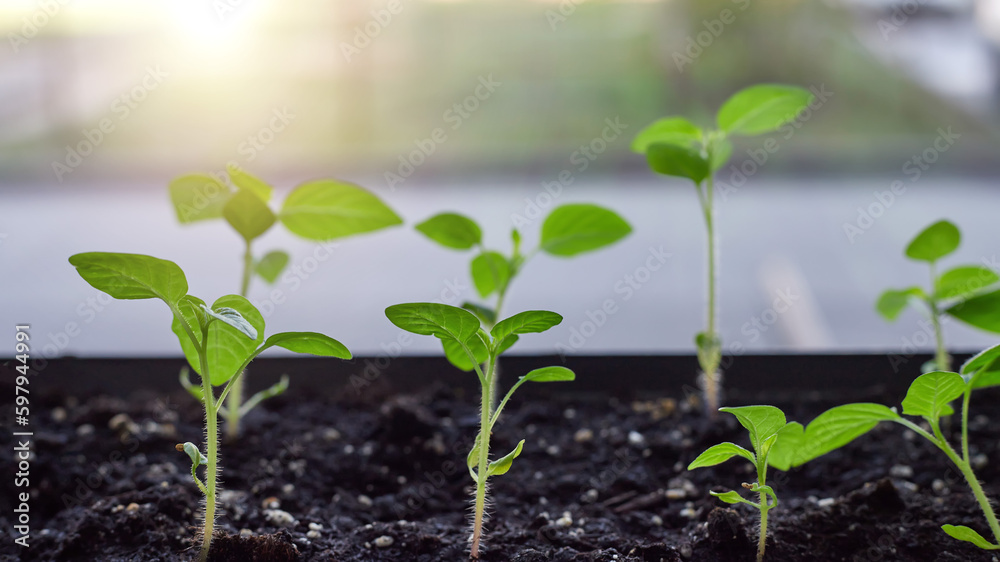 Green young pepper seedlings at home on windowsill. Close up. Selective focus. Green young pepper seedlings at home on windowsill. Close up. Selective focus.