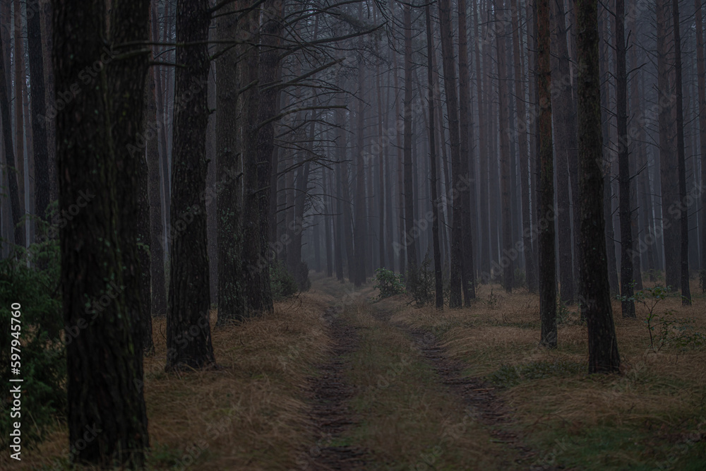 Fototapeta premium Nature in Macro