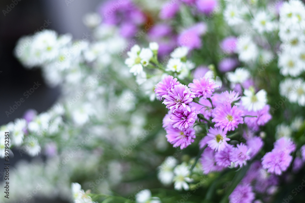 bunch of Gypsophila (Baby's-breath flowers), white and violet babys breath flower