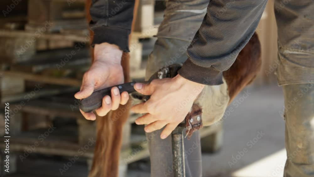 Horse care. Horse hoof restoration. Natural hoof trimming. Farrier shapes horse's hooves using