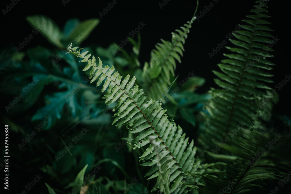 leaves and nature
leaves and nature