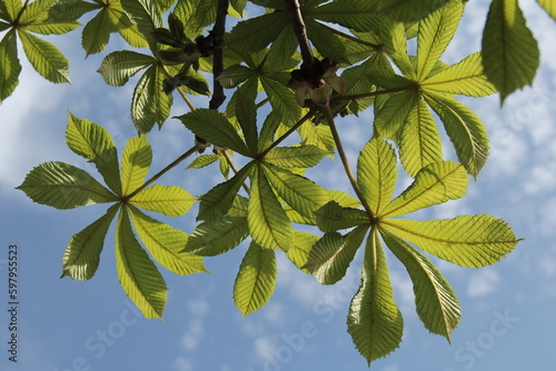 Chestnut leaves against the blue sky