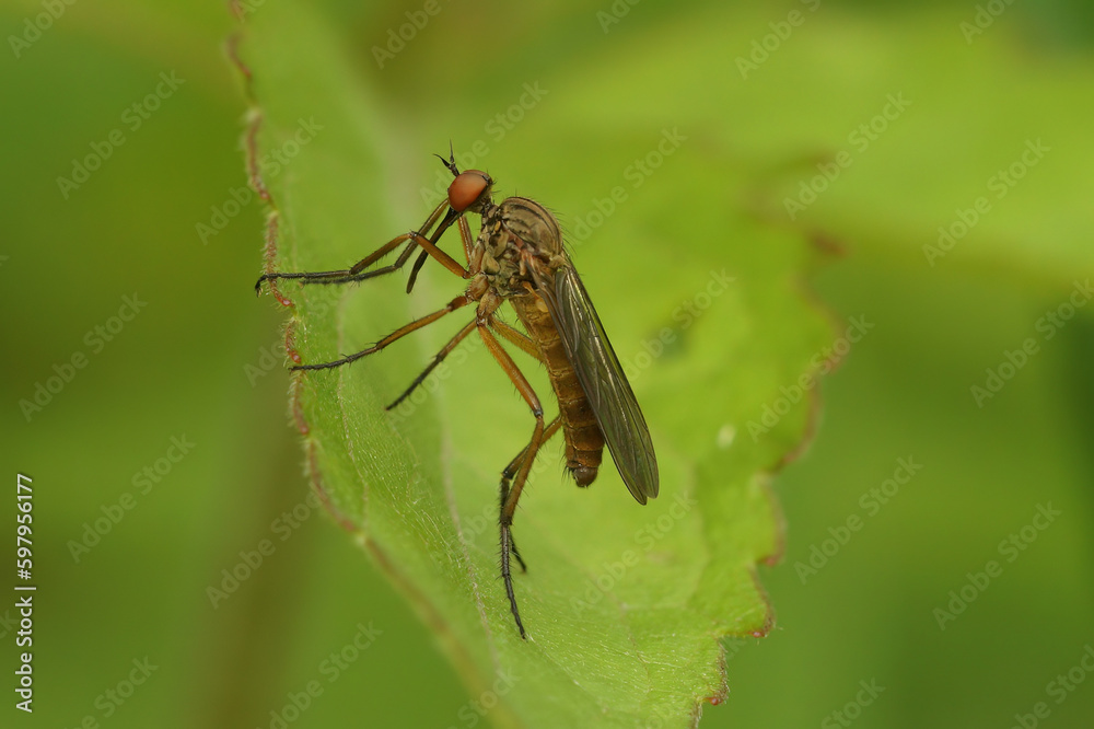 Closeup on Empis livida fly sitting on a green leaf Closeup on Empis livida fly sitting on a green leaf