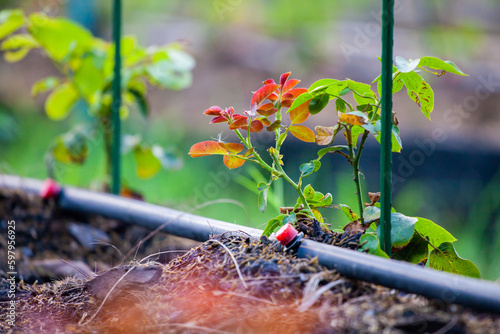 Drip irrigation system in the agricultural garden. Water system. Agricultural industry. Water pipes and drip heads. Taking care of trees with a modern water system. 