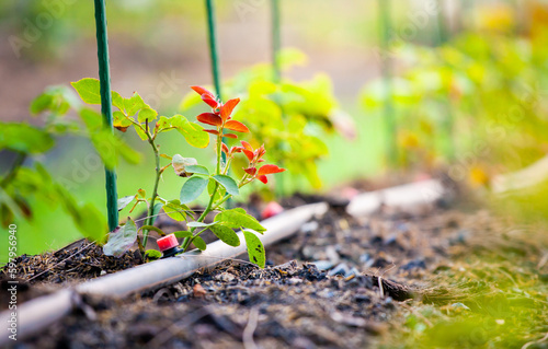 Rose garden. Growing roses in a drip irrigation system. Modern flower industry.