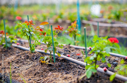 Rose garden. Growing roses in a drip irrigation system. Modern flower industry.