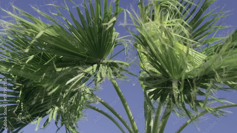 green palm trees swaying in the wind, leaves foliage over blue sky on tropical jungle island, summer vibe, traveling to warm countries. Generative AI green palm trees swaying in the wind, leaves foliage over blue sky on tropical jungle island, summer vibe, traveling to warm countries. Generative AI