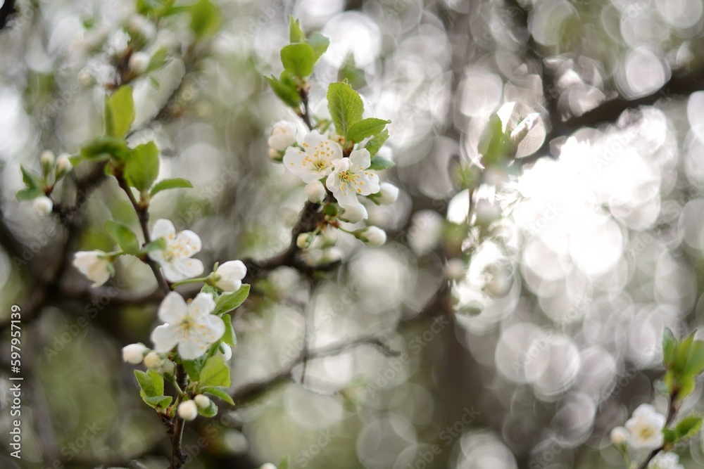 Spring flowering of fruit trees. Spring flowering of fruit trees.